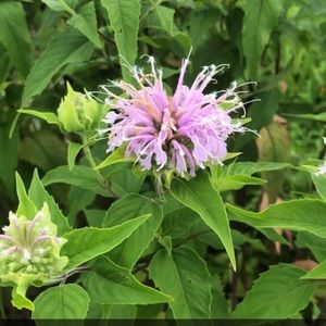 Meet your Posher, Rae